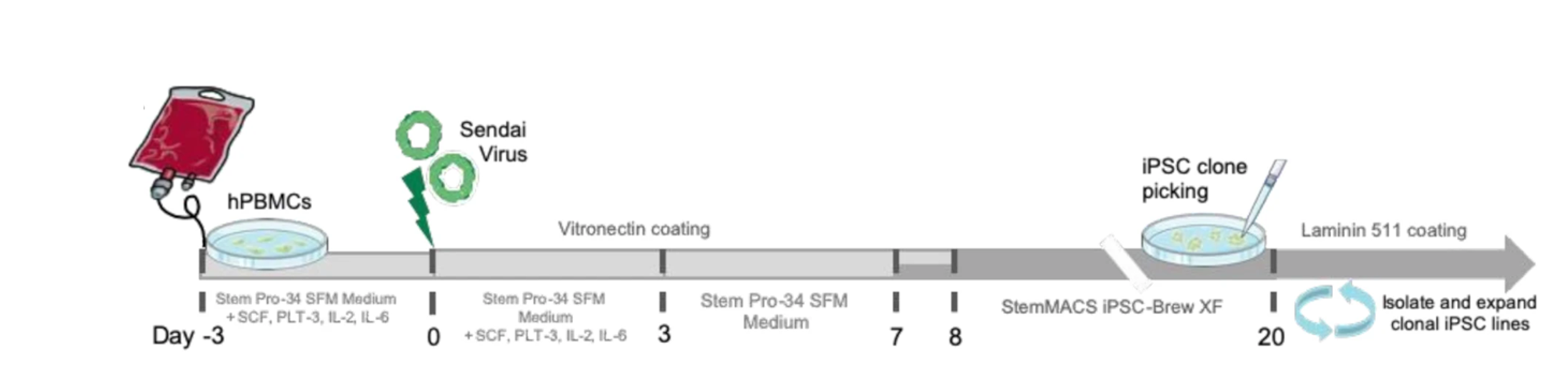 Reprogramming workflow with PBMC 